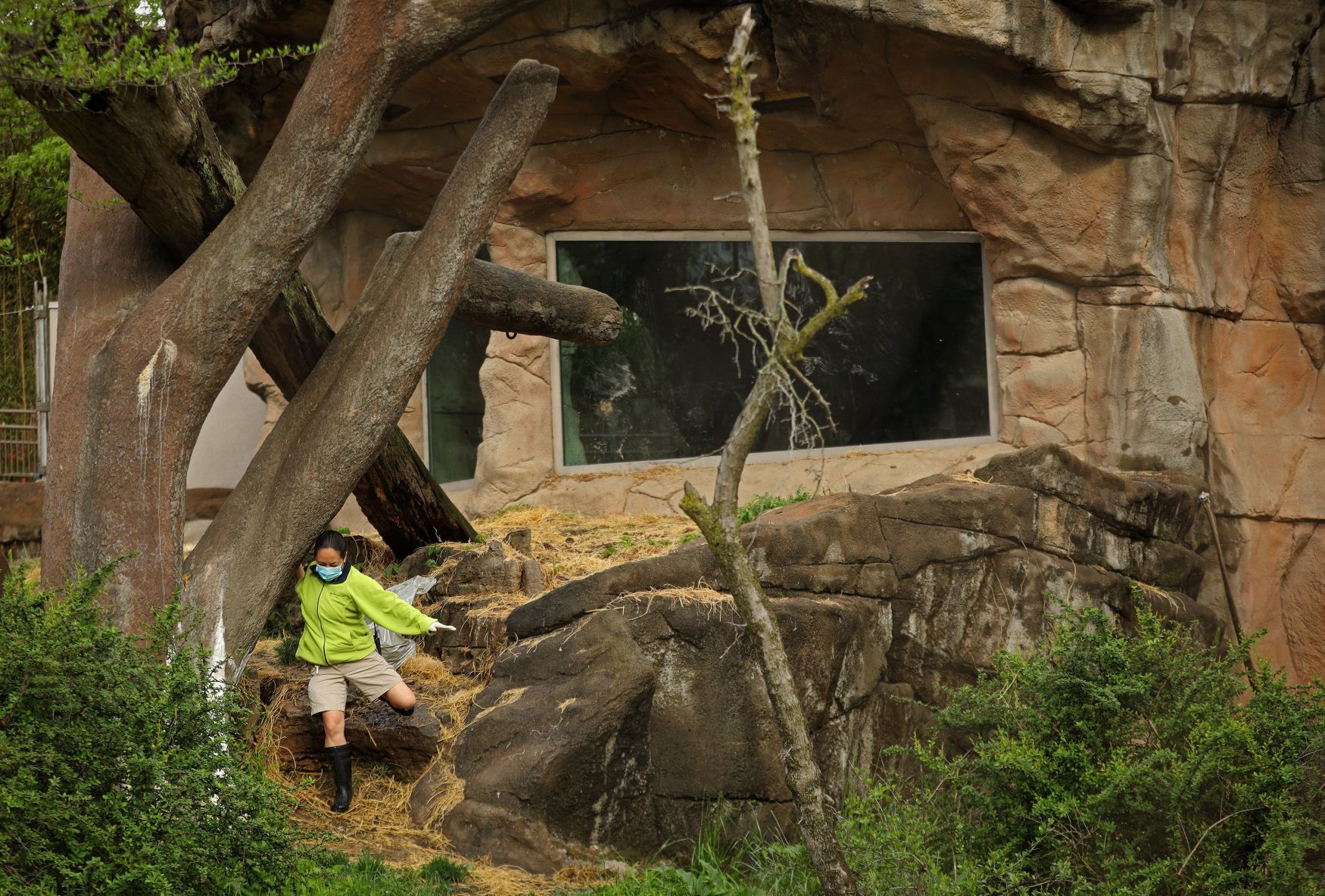 Most work continues at St. Louis Zoo despite coronavirus